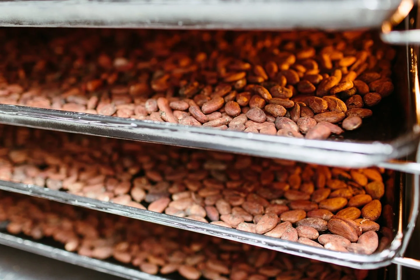cacao fermentation